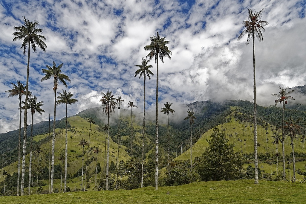 Valle del Cocora - Colombia
