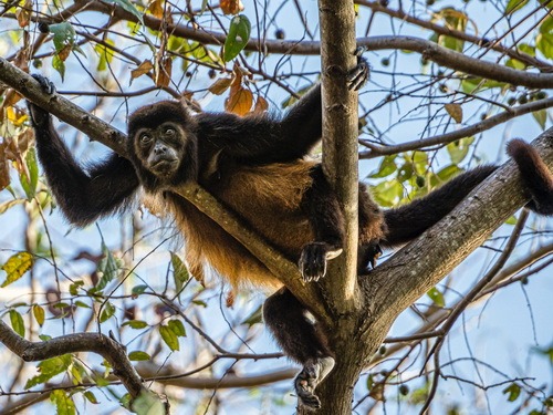 Atele-singe-araignee