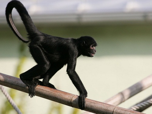 Ateles_fusciceps_robustus