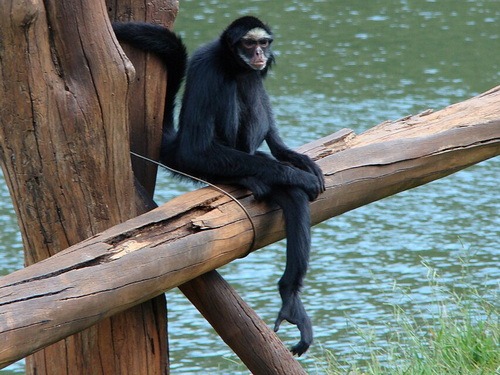 Ateles_marginatus3