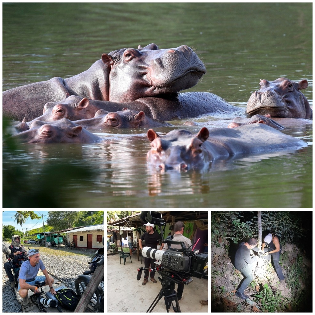 Les hippopotames de Colombie - Mediafixer
